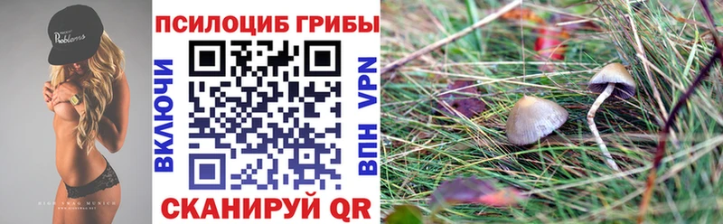купить   Закаменск  Галлюциногенные грибы Psilocybe 